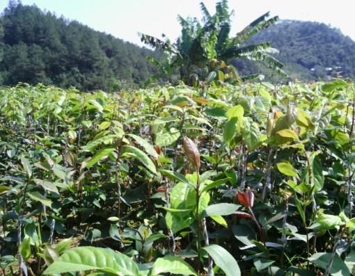 紅花油茶批發(fā)電話圖片