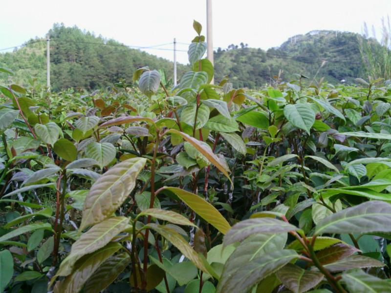 供应2016红花油茶嫁接苗，2016红花油茶嫁接苗树苗，大果红花油茶嫁接苗批发