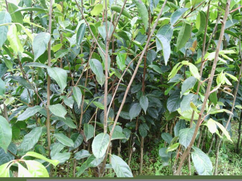 藤縣大果紅花油茶苗圃供應圖片