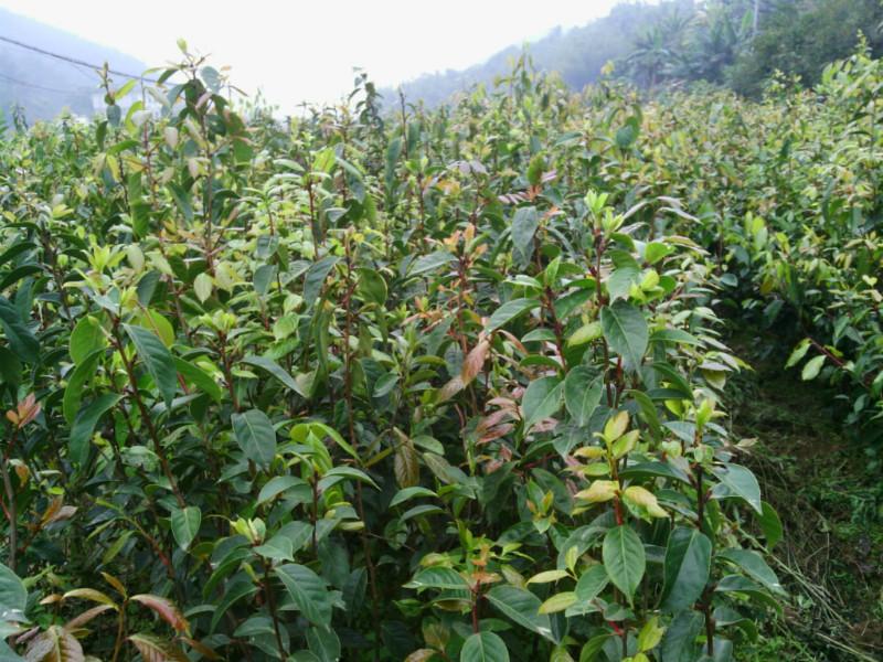 紅花油茶嫁接苗供應(yīng)批發(fā)圖片