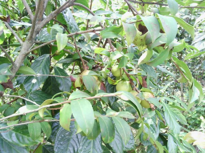 供應(yīng)軟枝油茶嫁接苗批發(fā)供應(yīng)商