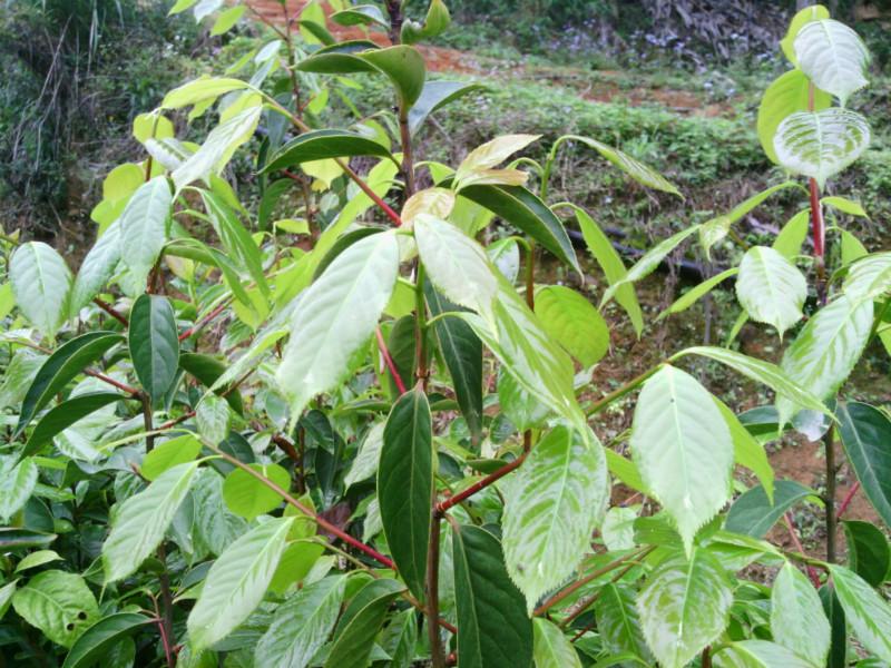 供應(yīng)高產(chǎn)大果紅花油茶苗批發(fā)供應(yīng)