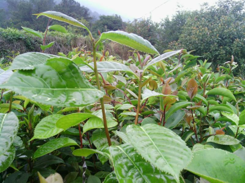 供应大果红花油茶嫁接苗生产供应图片