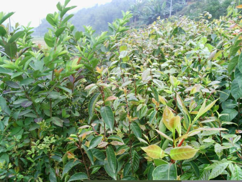 供应大果红花油茶嫁接苗生产