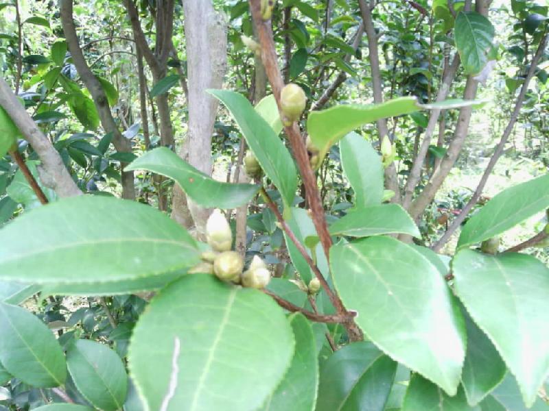 供應(yīng)軟枝油茶嫁接苗供應(yīng)批發(fā)