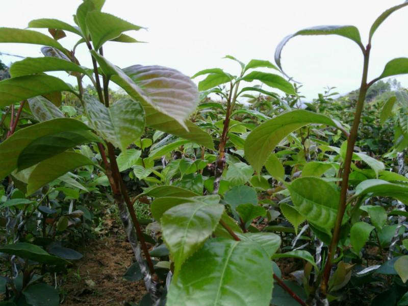 梧州市红花油茶种植厂家