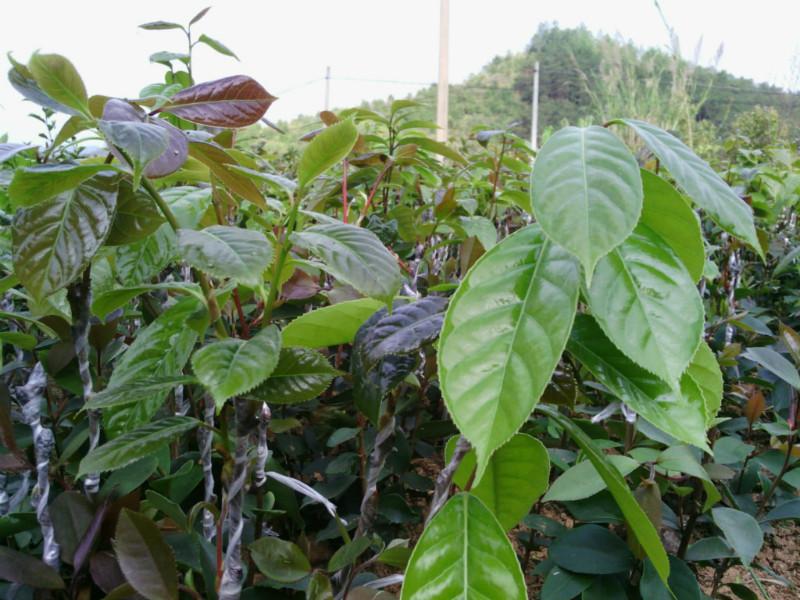 供应红花油茶种植