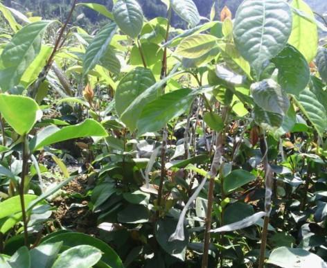 供應(yīng)紅花油茶批發(fā)供應(yīng)