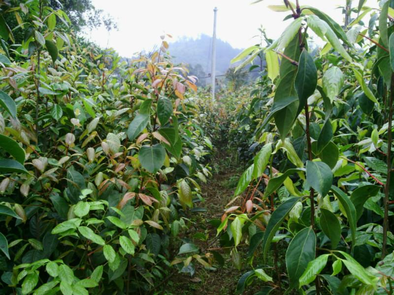 大量紅花油茶苗批發(fā)