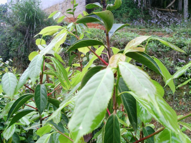 广西高产油茶苗 