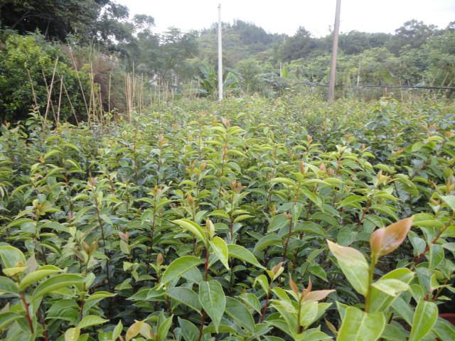 藤縣大果紅花油茶生產(chǎn)供應(yīng)圖片