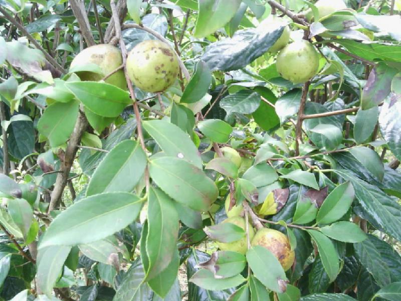 3號(hào)軟枝油茶苗-岑溪軟枝油茶嫁接苗-軟枝油茶苗