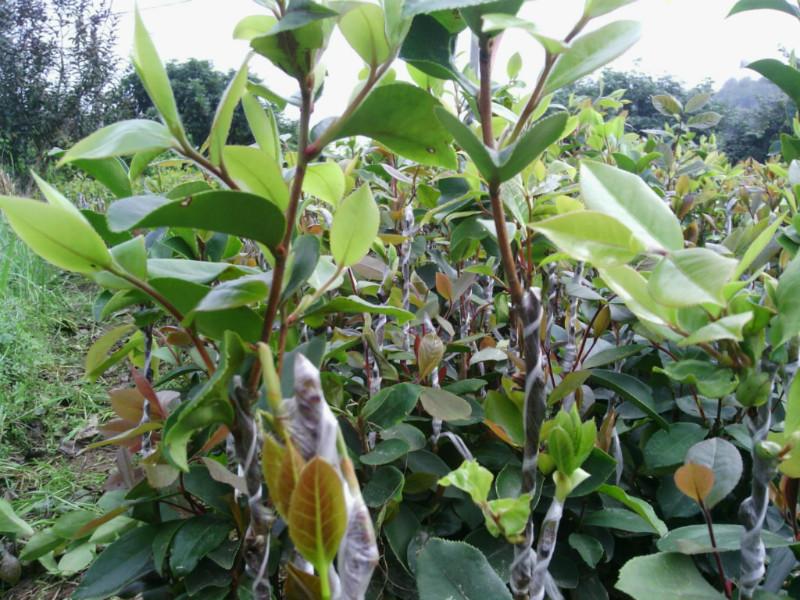岑溪軟枝油茶嫁接苗圖片