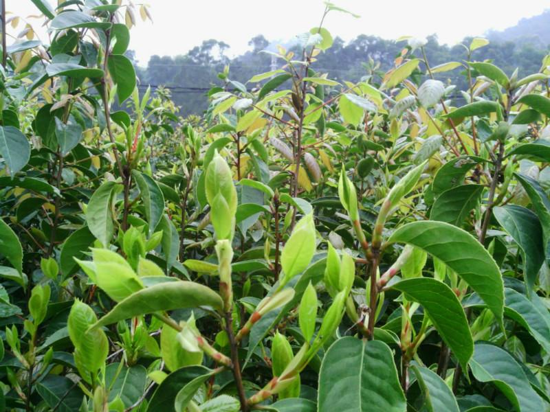 榨油型大果红花油茶嫁接苗图片