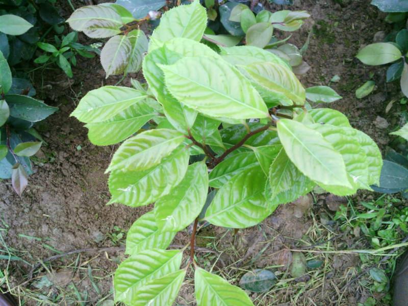 供應(yīng)大果紅花油茶苗價(jià)格