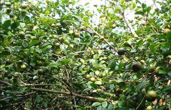 供應(yīng)岑溪軟枝油茶嫁接苗批發(fā)供應(yīng)商