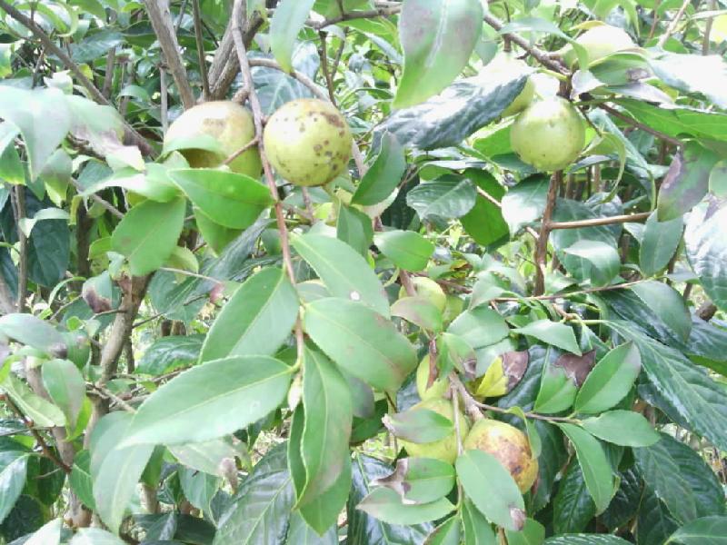 供應(yīng)軟枝油茶嫁接苗批發(fā)電話(huà)