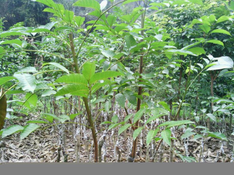 黑橄欖嫁接苗（油橄欖嫁接苗）