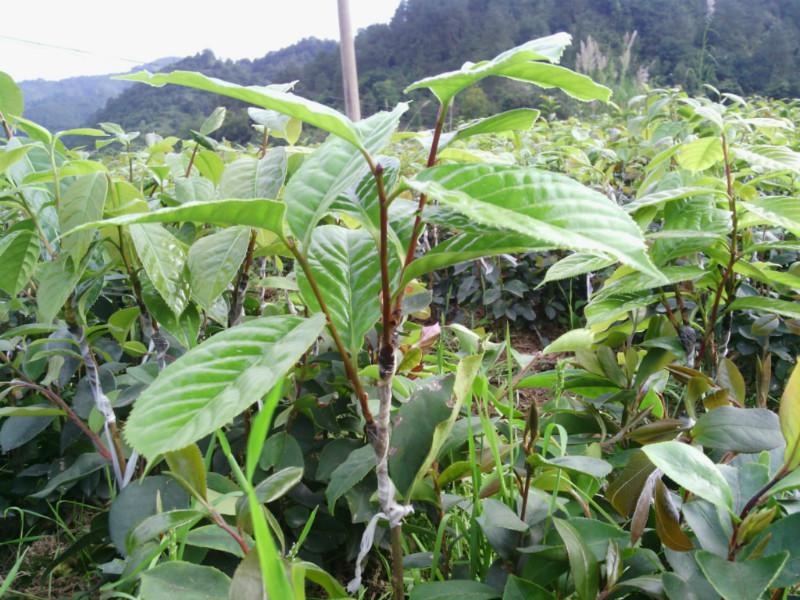 供应大果油茶苗60公分