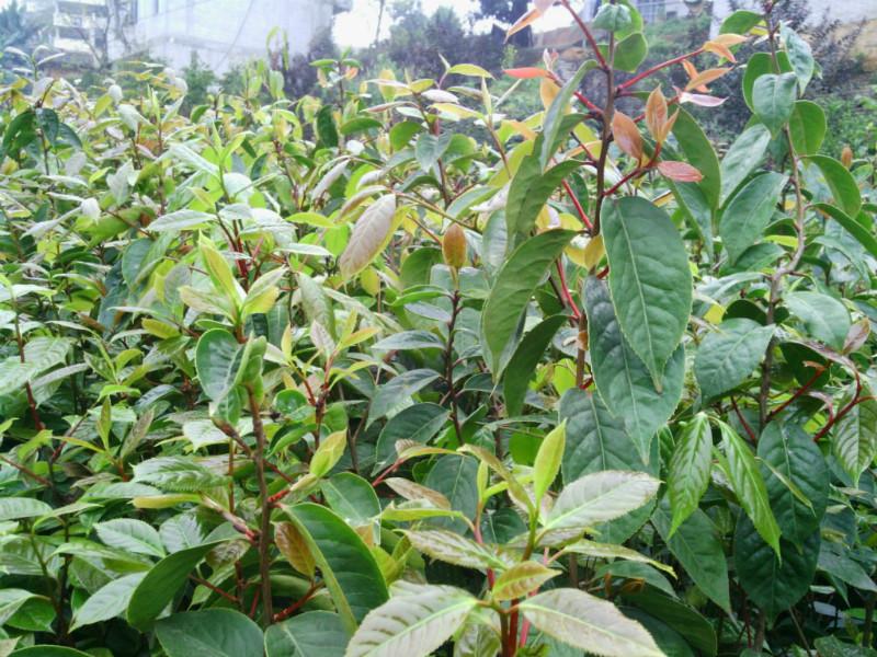 供應紅花油茶嫁接苗苗圃電話