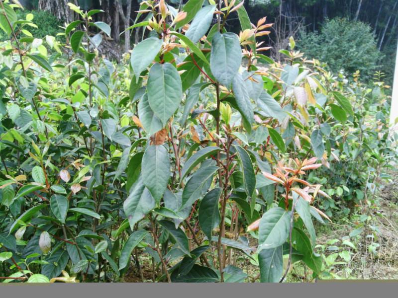 矮化大果高產(chǎn)油茶苗圖片