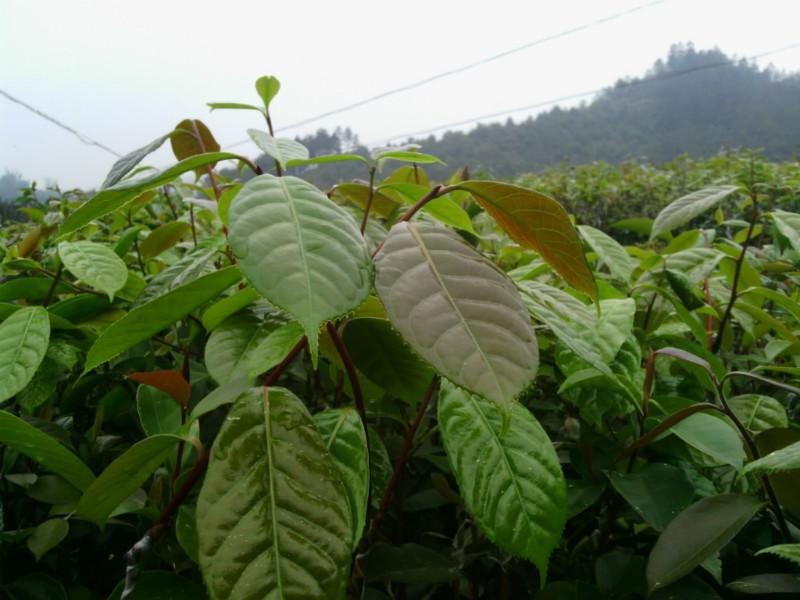 供应大果红花油茶嫁接苗油茶苗