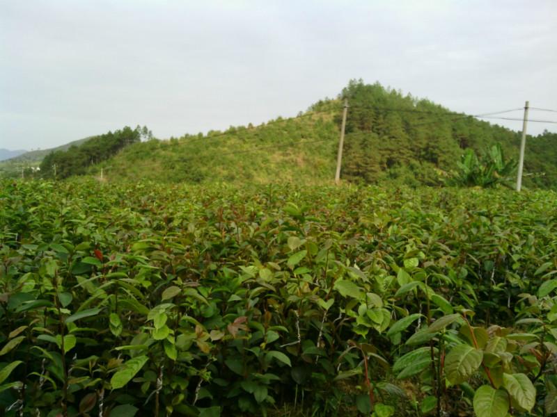 供應紅花油茶嫁接苗種植