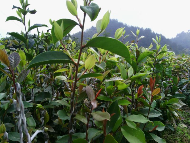 供應(yīng)岑溪軟枝油茶嫁接苗