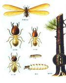 白蚁对人们的衣食住行的危害图片
