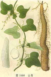 供應山藥提取物