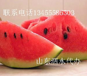 供应山东泗水西瓜代办