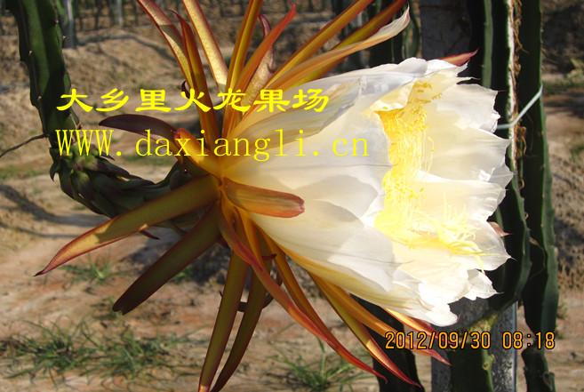 廣州30公分白水晶火龍果苗種植園、廣州從化白水晶火龍果種苗批發(fā)