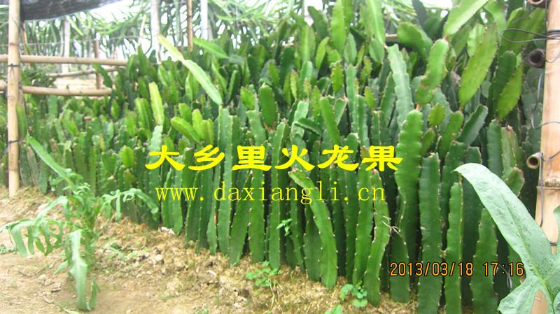 廣州紫心火龍果苗批發(fā)商、廣州增城紫心火龍果苗批發(fā)價(jià)格