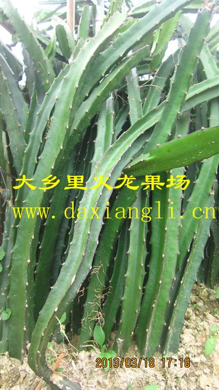 廣州30公分白水晶火龍果苗種植園、廣州從化白水晶火龍果種苗批發(fā)