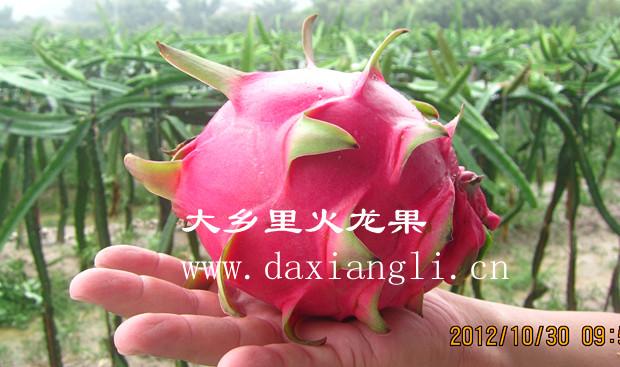 廣州紫心火龍果苗批發(fā)商、廣州增城紫心火龍果苗批發(fā)價(jià)格