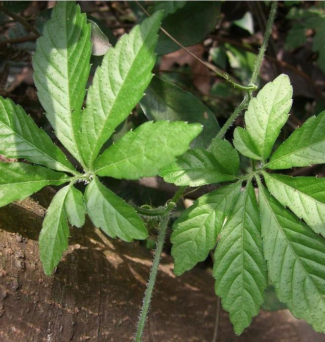 供应绞股蓝植物提取物 绞股蓝总皂甙80 98图片