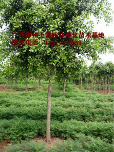 供應(yīng)廣西大量小葉榕基地哪里有大量供應(yīng)各種規(guī)格大樹小苗，價(jià)錢價(jià)格便宜