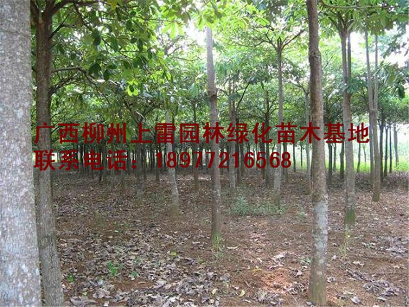供應(yīng)廣西大量美麗異木棉苗場(chǎng)大量*處理大苗小苗，什么規(guī)格都有，價(jià)錢價(jià)