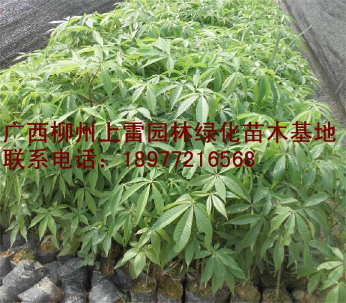 供應(yīng)廣西柳州美麗異木棉基地哪里有大量供應(yīng)各種規(guī)格大樹小苗，價錢價格便