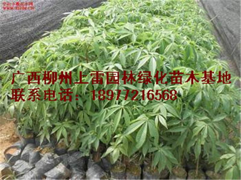 供應(yīng)廣西大量美麗異木棉苗場(chǎng)大量*處理大苗小苗，什么規(guī)格都有，價(jià)錢價(jià)