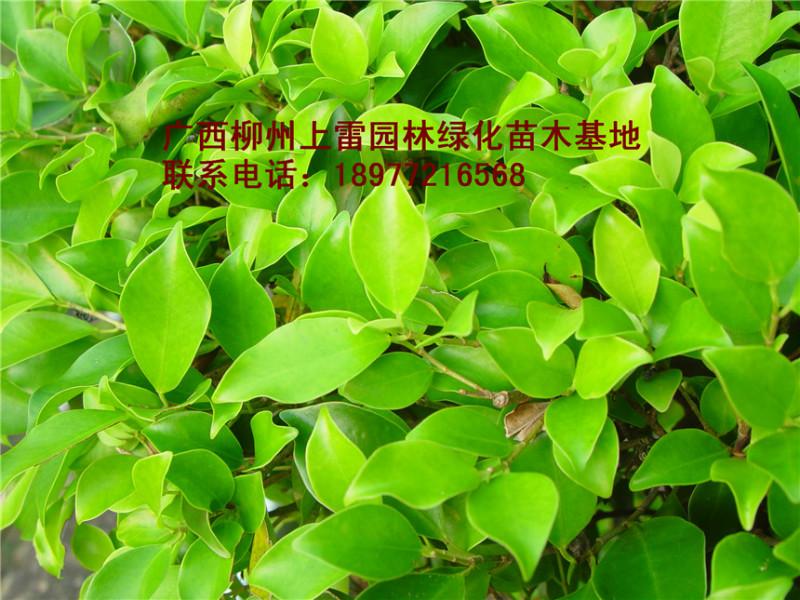 供應(yīng)廣西大量小葉榕基地哪里有大量供應(yīng)各種規(guī)格大樹小苗，價(jià)錢價(jià)格便宜
