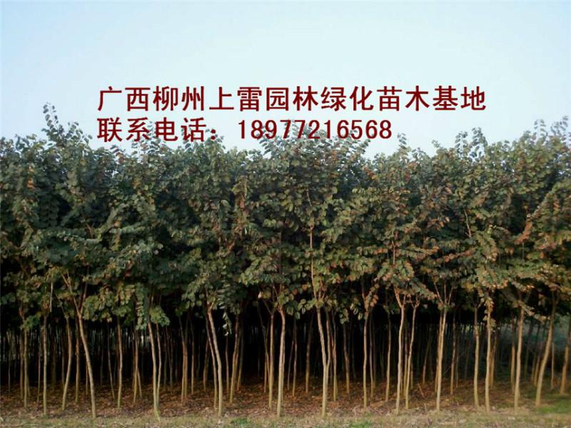 供應(yīng)洋紫荊廣西柳州苗場(chǎng)大量*處理大苗小苗，什么規(guī)格都有，價(jià)錢價(jià)格好