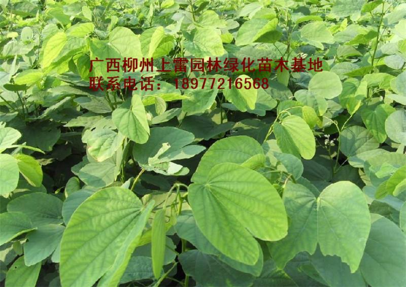 廣西柳州羊蹄甲圖片