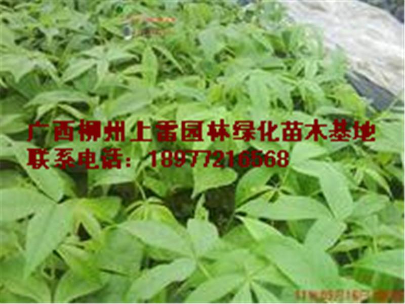 供應(yīng)柳州美麗異木棉苗木大樹小苗大量出售，規(guī)格價低，便宜處理，實惠，