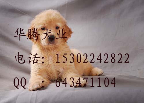 供應(yīng)金毛幼犬價(jià)格廣州金毛犬出售金毛犬好養(yǎng)嗎金毛犬圖片