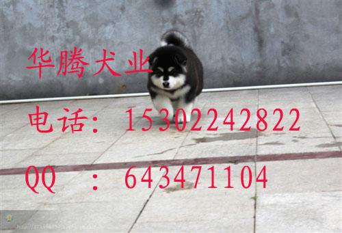 阿拉斯加犬圖片/阿拉斯加犬樣板圖 (3)