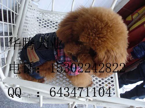 供應(yīng)純種貴賓犬廣州泰迪熊價格 廣州哪里買狗好泰迪熊  華騰犬舍