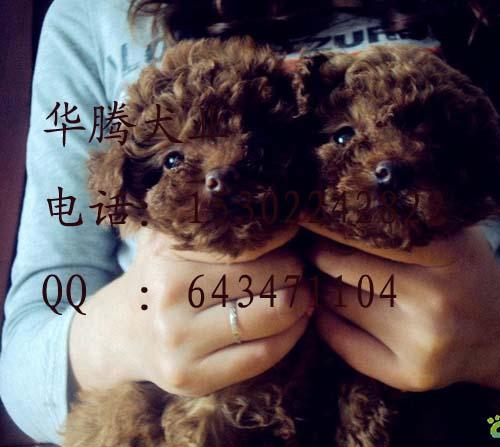 廣州貴賓犬圖片/廣州貴賓犬樣板圖 (2)