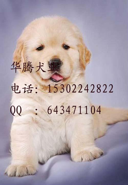 供應(yīng)金毛幼犬價(jià)格廣州金毛犬出售金毛犬好養(yǎng)嗎金毛犬圖片