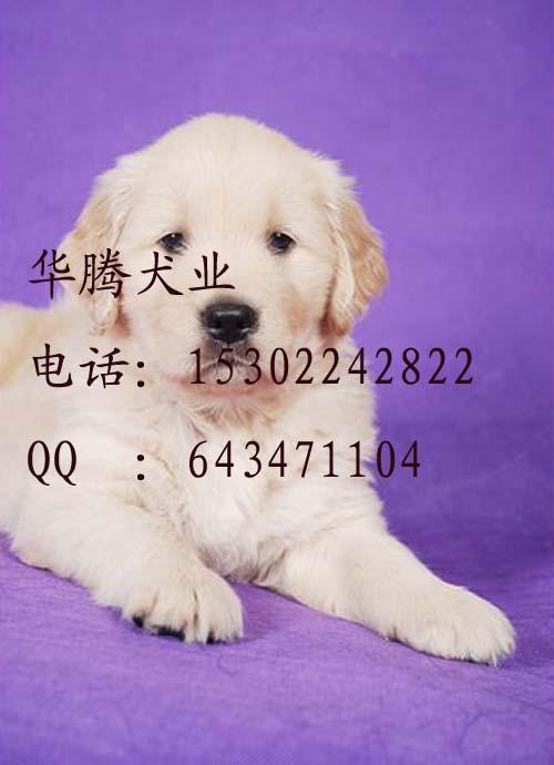 導(dǎo)盲犬金毛犬價(jià)錢多少廣州哪里有賣純種金毛犬狗場出售純種金毛